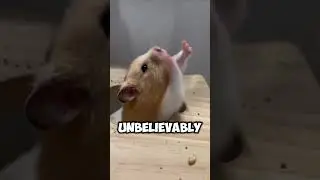 It’s not a cutie, it’s an imp. #healing #cuteanimals #shortvideo #hamsters #unbelievable #shorts