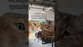 Мем с котами смешные котики приколы с котами 