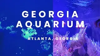 Enjoying the Atlanta Georgia Aquarium