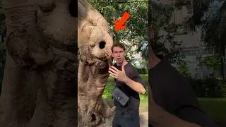 ЖУТКАЯ НАХОДКА В ДУПЛЕ 