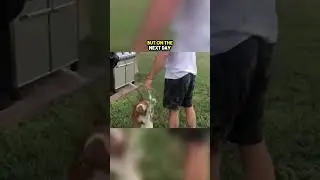 A random dog snuck into their car😲