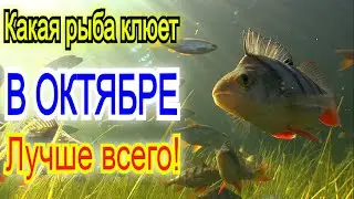 Какая рыба лучше всего клюет в октябре Рыбалка в октябре Прогноз клева рыбы на октябрь 2023