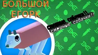 смешные собачки!! || Wobbledogs