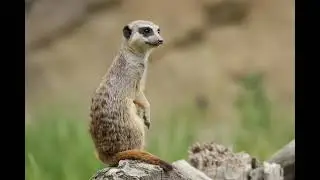 Meerkat Sound / Meerkat Voice