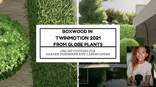 Boxwood from Globe Plants in Twinmotion 2021