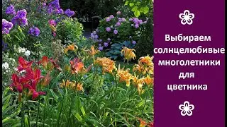 ❀ Выбираем солнцелюбивые многолетние цветы для дачи