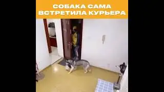 Собака сама встретила курьера 🤣