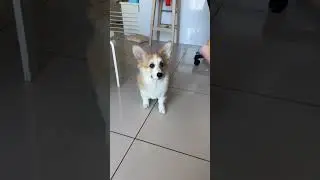 Я отрываюсь от земли #shortvideo #корги #приключения #собака #corgi #song #shortsvideo