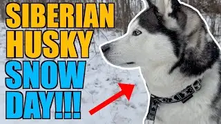 Siberian Husky Snow Day!!!