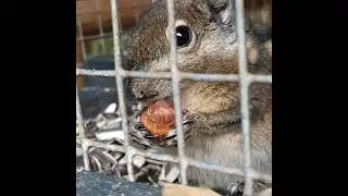 The equator Exotic garden center in Etten-Leur in Holland with squirrels.