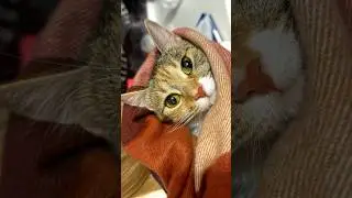 Котики милашки ❤️❤️❤️ #shorts #смешныеживотные #cutecat #gatitos