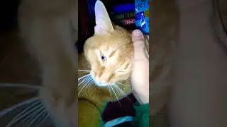 Ах ты хитрый жук!!!! :-))) #video #vid #v #cat #cute #animal #funnycat #funny #kitten