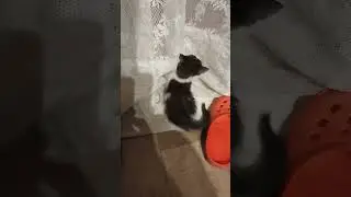 котята