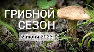 ПОДБЕРЁЗОВИКИ - Открытие грибного сезона 2023. Грибы Подмосковья в начале лета.