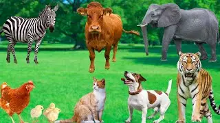 Interesting Animals - Tigers, Dogs, Chickens, Goats, Cats, Pigs - Animal Moments