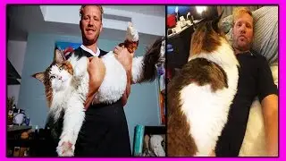 Кот Самсон весом 13 кг.-Самый Крупный Кот Нью Йорка!