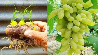 How to grow grape tree from grape at home || growing grape tree with brinjal fruit