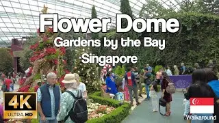 [4K] 🇸🇬 FLOWER DOME SINGAPORE #gardensbythebay #Singapore #walkthrough #sg #flowerdome #travel