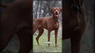 Vizsla VS Rhodesian Ridgeback - What's the Difference