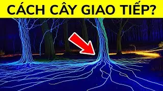 Cây Biết Nói, Chỉ Là Chúng Ta Không Nghe Được Thôi