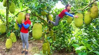 Harvesting Giant Ripe Jack Fruit goes to the market sell - Cooking jackfruit sticky rice