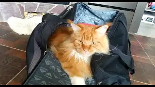 Мейн кун Степа и кот Тихон. Рады приезду бабушки💕