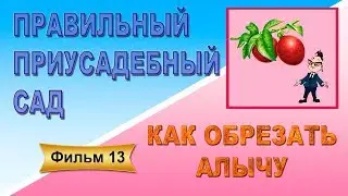 Как обрезать алычу