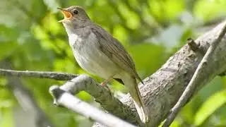 Музыка из кф Раба любви+звуки природы