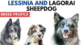 Lessinia and Lagorai Sheepdog Breed Profile History - Price - Pastore della Lessinia e del Lagorai