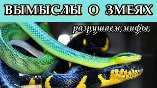 ВЫМЫСЛЫ О ЗМЕЯХ - Разрушаем мифы