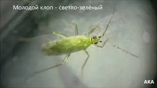 Nesidiocoris tenuis - многоядный хищник и фитофаг