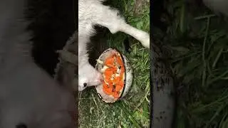 Морковка с капустой для козочки #животные #cute #еда #рецепты #farming #animals #огород #дача #топ