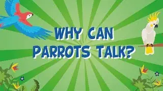 Why can Parrots Talk? | Educational Videos for Kids