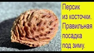 Персик из косточки. Правильная посадка под зиму. Выпуск 276