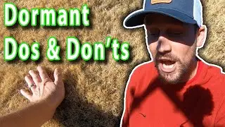 Dormant Grass Lawn Care // Can you lay dormant sod? // More Winter Lawn Care Tips for Bermudagrass