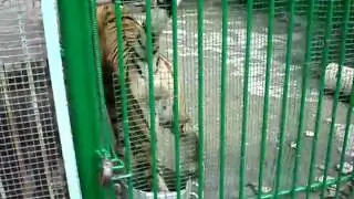 *TIGER* urinates at people at the Zoo