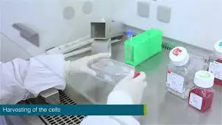 Training | Cell culture analysis in mesothelioma