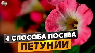 4 способа посева семян петунии на рассаду