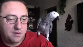 Звезда интернета попугай Григорий жжет!