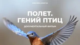 Полет: гений птиц. Документальный фильм | Мифы эволюции