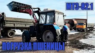 ГРУЗИМ В КАМАЗЫ ПШЕНИЦУ ТРАКТОРОМ МТЗ-82.1