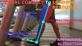 THE PHASES OF WALKING (GAIT CYCLE BREAKDOWN)