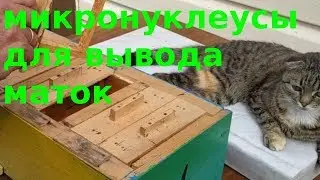 микронуклеусы для облета маток.