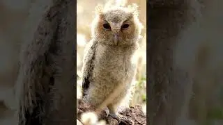 Indian Scops Owl Baby | Relaxing Nature | Bird Sounds | Stress Relief