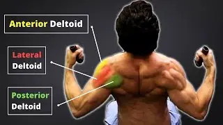 How to ISOLATE & BUILD ALL 3 DELTOID HEADS! (Part 2 - Everything you NEED to Know About Shoulders)