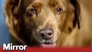 Bobi, the world's oldest dog dies aged 31