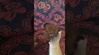 Продам Бобра - надоел, то жрет, то спит, то танцует)))