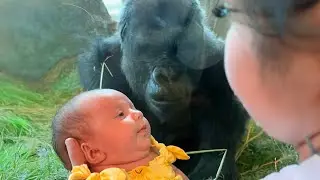 The Affectionate Gorilla Tries to Kiss Baby Through Glass❤️ Funniest Monkey Videos