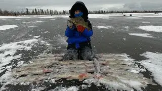 ПЕРВЫЙ ЛЁД НА ЩУЧЬЕМ ОЗЕРЕ ПОКОРЁН УДАЧНО! ПЕРВОЛЕДЬЕ 23-24 ПРОДОЛЖАЕТСЯ ЩУКОЙ НА ЖЕРЛИЦЫ!