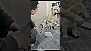 MIRA COMO ESTÁ PERRITA 🐕DEFIENDE A SU CACHORRO 🐾🥺 #viral #shorts #viral